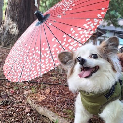ふくとしさんのプロフィール画像