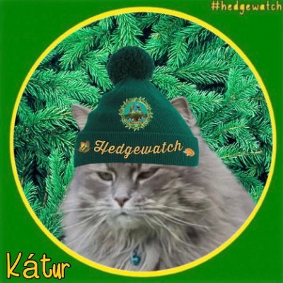 📰 Welcome to The Daily Mews; news for cats, by cats. 🏡🛩
#HedgewatchByTheSea
Kátur, Valkyrja & Harley 🐱❤️🔥
#Hedgewatch
#Grindavík #Iceland