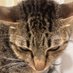 Thekitti (@thekittiyany) Twitter profile photo Thekitti (@thekittiyany) Twitter profile photo