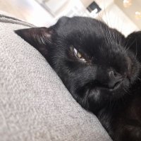 Tobi L'istigatore (@tobi_listigator) 's Twitter Profile