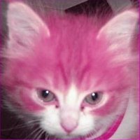 alekis (@gaatosestupidos) 's Twitter Profile Photo alekis (@gaatosestupidos) 's Twitter Profile Photo
