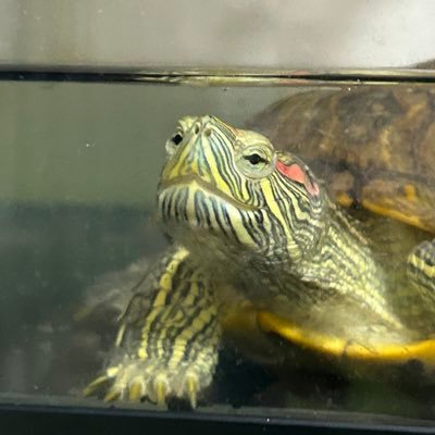 m_mink117's profile picture. エキゾめいん。愛亀玄さん🐢実質飼い主兼嫁バーナー強火担 #実質飼い主の輪