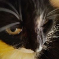 Al333 (@al3_vcld) 's Twitter Profile