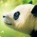 映画『私の親愛なるフーバオ』公式4/18(金)公開 (@fubao_movie0418) Twitter profile photo 映画『私の親愛なるフーバオ』公式4/18(金)公開 (@fubao_movie0418) Twitter profile photo