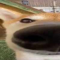 Wolfzxf (@wolfgameplays19) 's Twitter Profile
