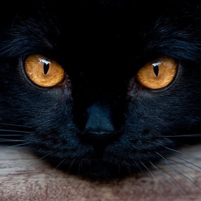 DeOjosdegata's profile picture. Dos ojos mirando el mundo y su transformación!