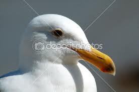 this is the official twitter page of Maryports friendliest seagull, i am best mates with @marradolphin so dont diss him guys his a good guy