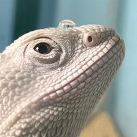 🦎はちゅ🦎 (@fujipoki) 's Twitter Profile