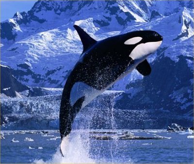 SavingOrcas's profile picture. Orca lover,Trying to save these beautifull animals.Wish one day they all can be free.