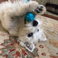 Bob (@averagebear65) 's Twitter Profile Photo Bob (@averagebear65) 's Twitter Profile Photo