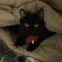 Poop Ghost 🐈‍⬛ (@poop_ghost) 's Twitter Profile Photo