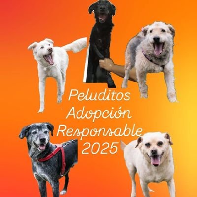 Soy Karolina y ellos son mis peluditos rescatados, cada uno con una historia diferente y todos con un mismo fin lograr encontrar un hogar definitivo. Adopta ♥️