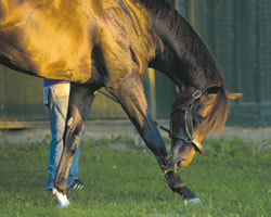 2 cats (Zenny& Tiza) & fan of horse racing