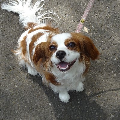 koto_m2's profile picture. キャバリアの女の子めいちゃんと13年同棲していました。
そして、めいちゃんは美しい女神様に転生しました。
2025/7/8に保護権のまるちゃんを迎えました。
趣味はゲーム、ギター弾き語り。進撃の巨人。主にパソコンsteamでゲームしてます。