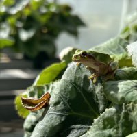 にいたん (@nitancha) 's Twitter Profile Photo