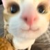 meow.. (@1binlvcl) Twitter profile photo meow.. (@1binlvcl) Twitter profile photo