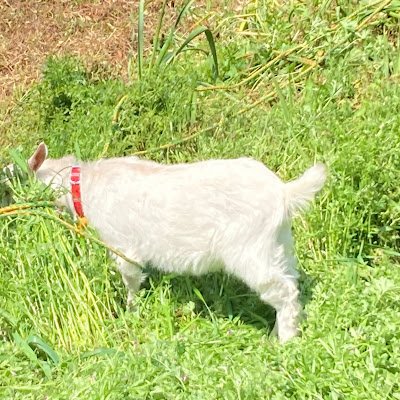 Antel_Coder's profile picture. 水色目指す競プロer / algo緑色🟢 / Python user / C++弱者