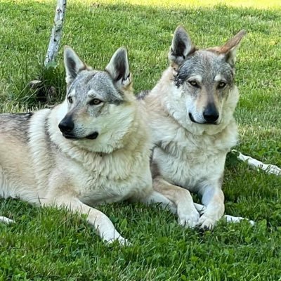 DrakoWolfspirit's profile picture. 