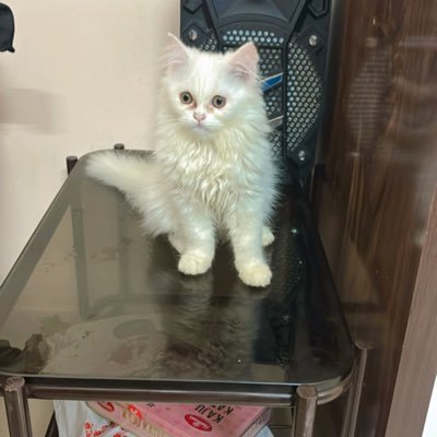 Shaik24875Altaf's profile picture. 