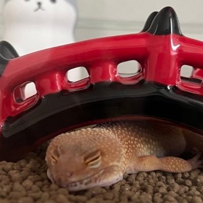 hatyuurui217's profile picture. ただのレオパ好き🦎モルフにこだわりありません！ミシシッピニオイガメ🐢クサガメ🐢ヒョウモントカゲモドキ🦎アジアンフォレストスコーピオン🦂スマトラオオヒラタクワガタ