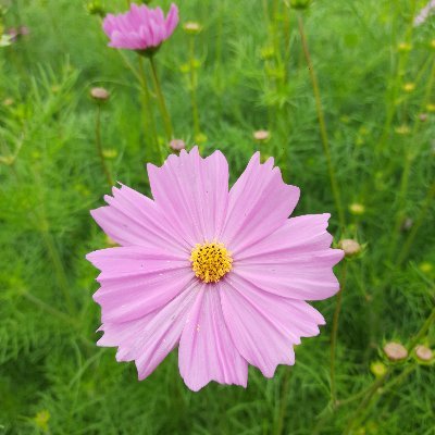 pritidey1455482's profile picture. i am the power to full analoage system game