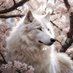 The Lone Wolf (@ancientstar24) Twitter profile photo The Lone Wolf (@ancientstar24) Twitter profile photo