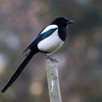 aitch (@aitch131) 's Twitter Profile