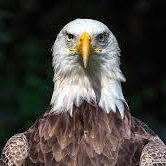 bebe_vache's profile picture. you came here looking for ammo to respond to me with. Now you know I trolled you (loser)