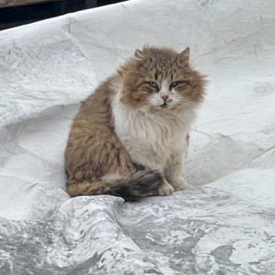 pani_panini_pa's profile picture. 🇺🇦