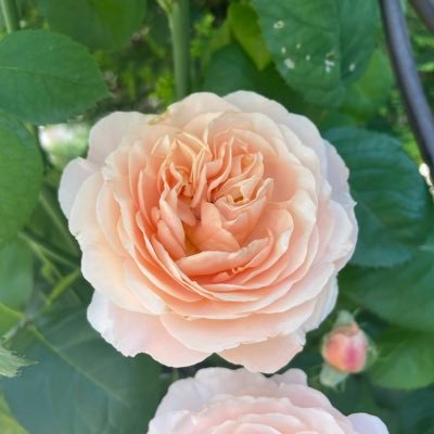 pee_don's profile picture. 成人済み、一児の母、ぬるいオタク。cali≠gari(SG)/PIERROT(キリター寄り箱推し)/Angelo/ROUAGE/SPV/lynch./他 甘心生まれ密室育ち DICF月戦争 有明EW K蟻LC 好きなものがたくさんあります