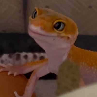 2024.6.30から爬虫類飼育開始 W&Y ♂、アフガンGT♀、ラプター♀。 レッドダイヤモンドラプター♀。ラプター♀。タンジェリンエクリプス♀。ブラックナイトエクリプス♀。タンジェリンエクリプス♂。タンジェリンボールド不明。オガサワラヤモリ1匹。トルキスタンスキンクヤモリ1匹。日本ヤモリ12匹、🐸1匹。🐢4匹