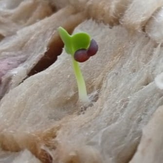 ariwibisono0581's profile picture. Farming