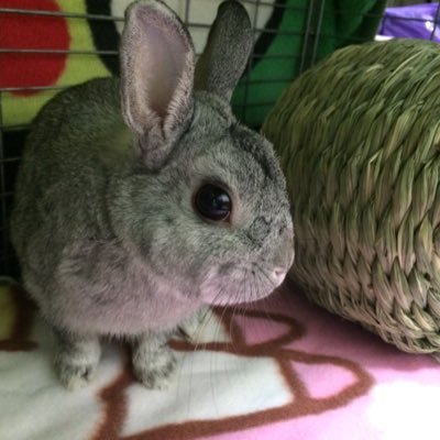 maya_gun415's profile picture. オフコース時代からの小田さんのファンです JUJU/TULIP /スタレビ/竹内まりや/ 初心者ヨガ/ 花/映画/ サッカー(ヴィッセル神戸) 三苫薫/ Twitterは超ビギナーですがよろしくお願いします。無言ホローお許しください