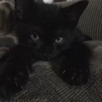 misery (@miseryfr) 's Twitter Profile