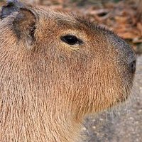 Capybara (@gia1266) 's Twitter Profile Photo Capybara (@gia1266) 's Twitter Profile Photo
