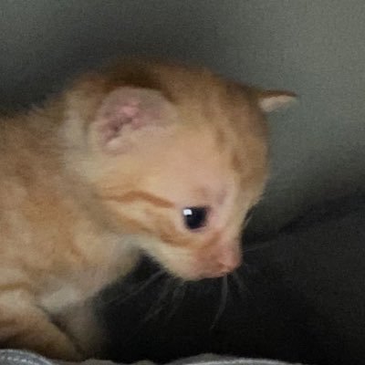 LeederAsht655's profile picture. The coolest 😎. https://t.co/8tyklEk1Wq 17 🏳️‍🌈 Bri’ish #freeschlep 🇵🇸