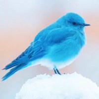 rararand (@amidara88) 's Twitter Profile