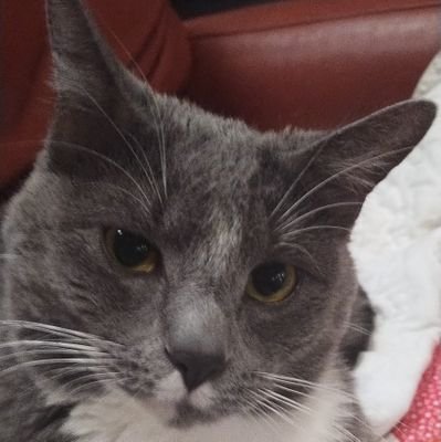 SHjertquist's profile picture. #Maga #patriot.#Save the Children#17#Christian#Wealthfare#Tax Reform#Education reform.#Stop Special interest. #Climate Hoax#StopGovfunding CollegesNGOSBiolabs