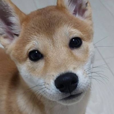 シバイヌ@第一プラザ狭山店さんのプロフィール画像