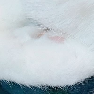 ｎｅｃｏ 麺さんのプロフィール画像