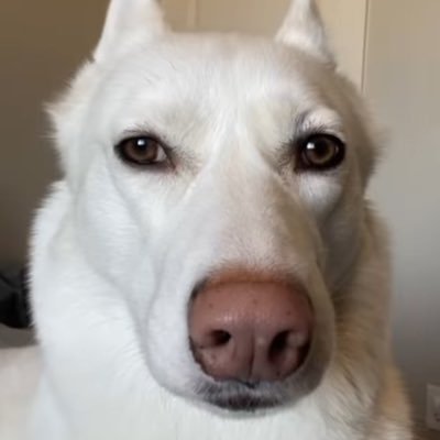 AlexCen95560812's profile picture. Chiken bacon