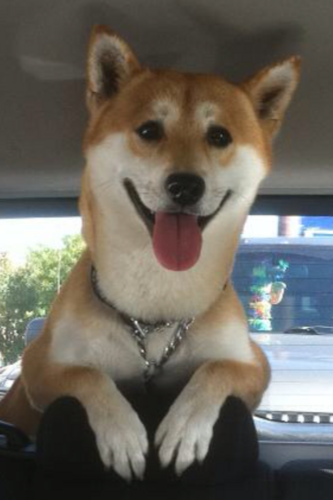 MrKobeBeef's profile picture. I'm one of those red and white Shibu's living in San Francisco with my reluctant fake shiba sisfur Foxy