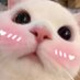 choco butterball (@chocobutterball) Twitter profile photo choco butterball (@chocobutterball) Twitter profile photo