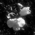 Misse (@felisgracilis) Twitter profile photo Misse (@felisgracilis) Twitter profile photo