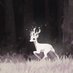 TransgenDeer🇵🇸 (@transgen_deer) Twitter profile photo TransgenDeer🇵🇸 (@transgen_deer) Twitter profile photo