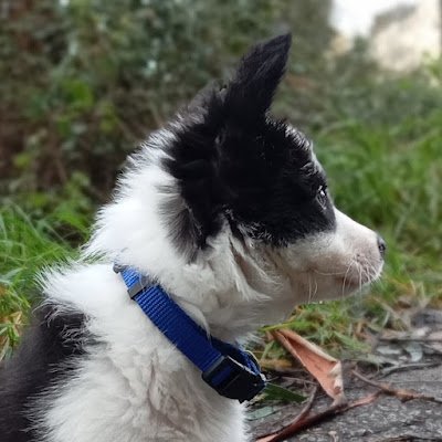 IsaBorderCollie's profile picture. Isa's Border Collie adventures / Las aventuras de Isa la #BorderCollie.
