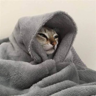Meoow_Or_Never's profile picture. Follow us for daily animals content to your feed :D, For cat lovers 🐾💕 || dm for credit/removal