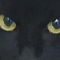 çikopino (@cikopinoo) Twitter profile photo