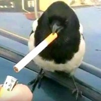 Balisong ⚔️ (@raytheon_eevee) 's Twitter Profile