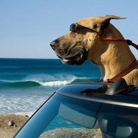 MarmaDuke (@patrickowe51122) 's Twitter Profile
